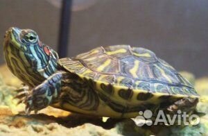 Красноухая черепаха маленькая