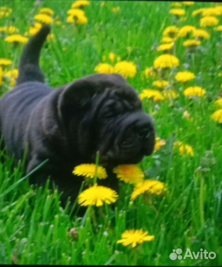 Щенки шарпей