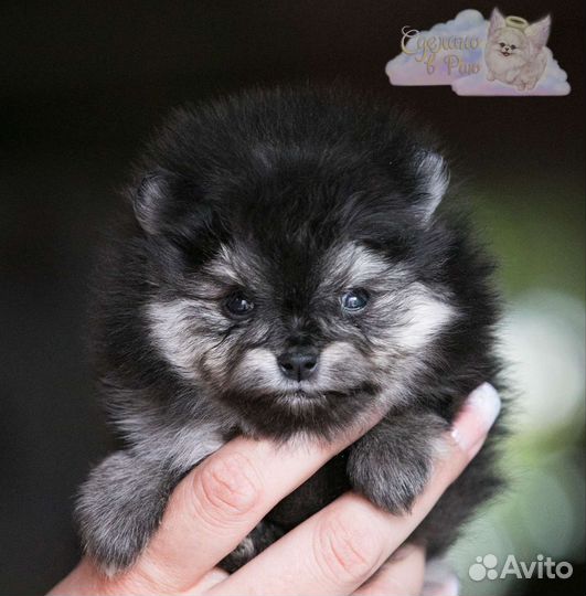 Померанский шпиц медвежьего типа