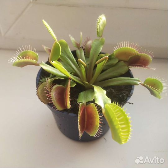 Венерина мухоловка дионея