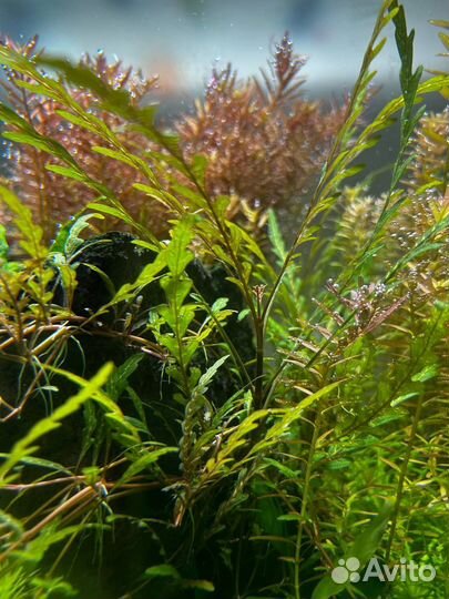 Аквариумные растения, креветки