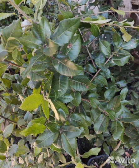 Дуб каменный вечнозеленый
