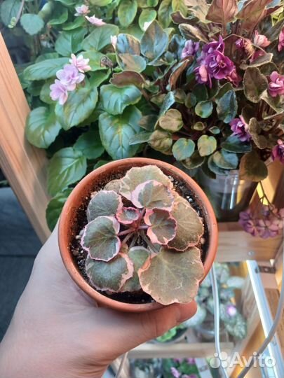 Монстера Манки Маск и камнеломка