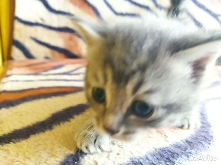Котята Серебристой мраморной британки
