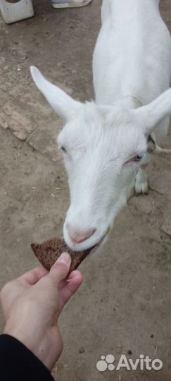 2 Козла и одна дойная коза