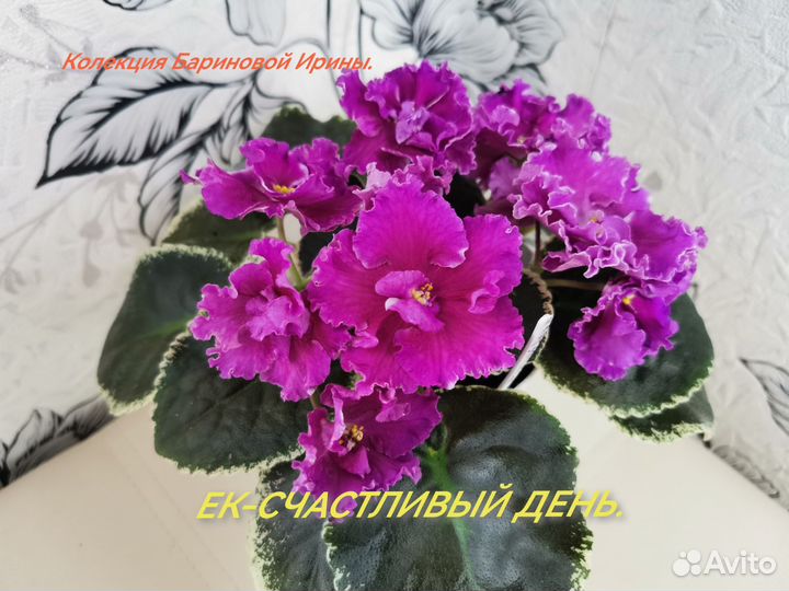 Детки сортовых фиалок