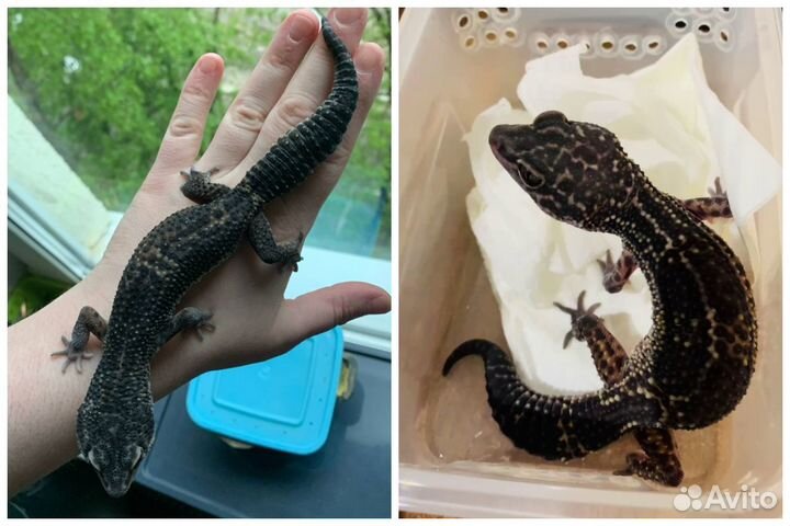 Эублефар Black Night