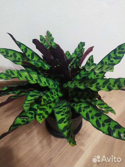 Калатея лансифолия