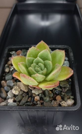 Эхеверия / Суккуленты