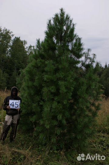 Кедр Сибирский, дерево-крупномер, 3-5 м