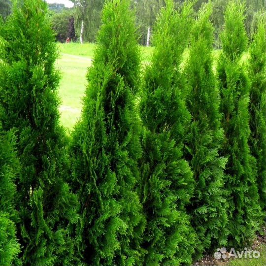 Туи вип класса