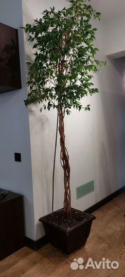 Фикус бенджамина большой, плетеный