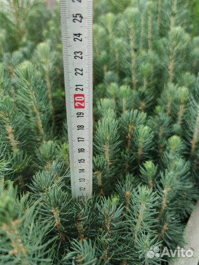Голубая Ель саженцы сеянцы с окс