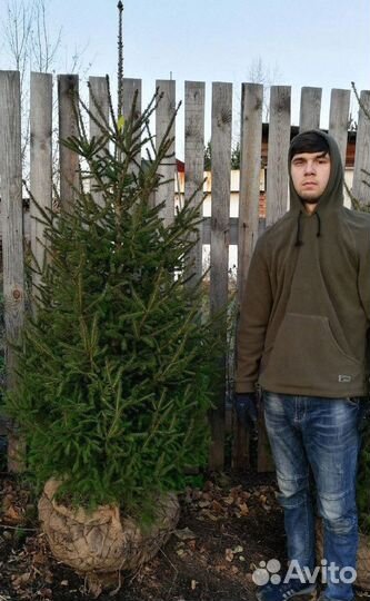 Саженцы ели от производителя экстра класс