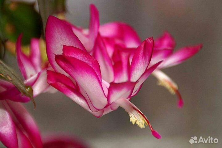 Декабрист Самба Бразил, и др, Рипсалидопсисы