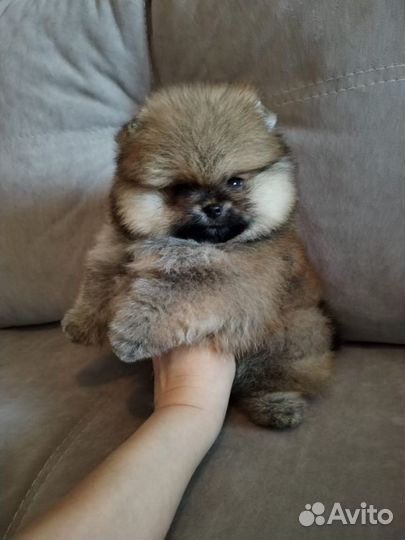 Шикарная девочка шпица