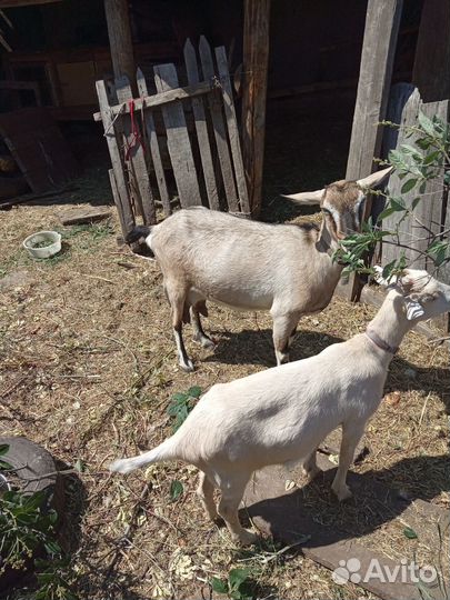 Продается коза с козлятами