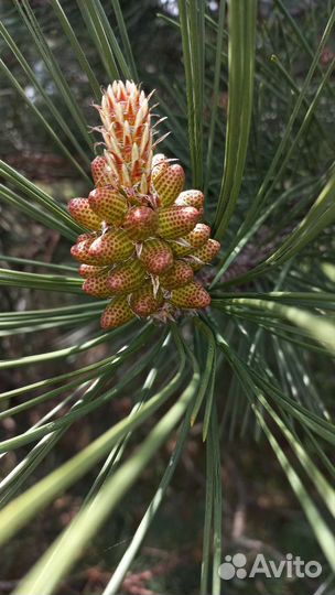 Сосновая пыльца