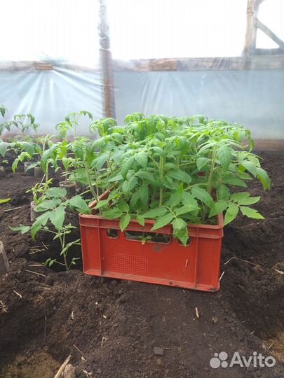 Заявки на рассаду тепличных помидор, перцев, огурц