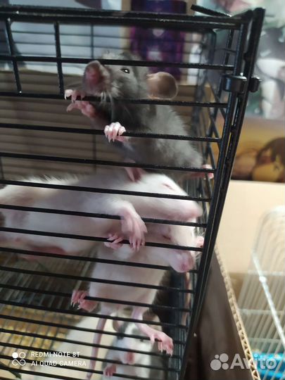 Крысята дамбо