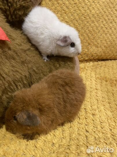 Морская свинка американский тедди