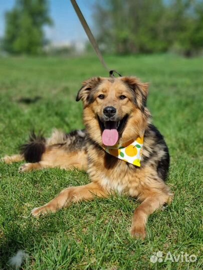 Собака молодая бесплатно