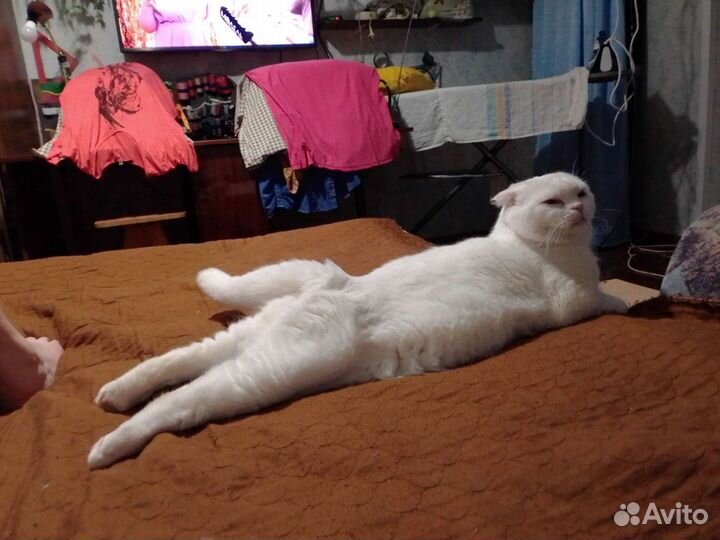 Передержка животных