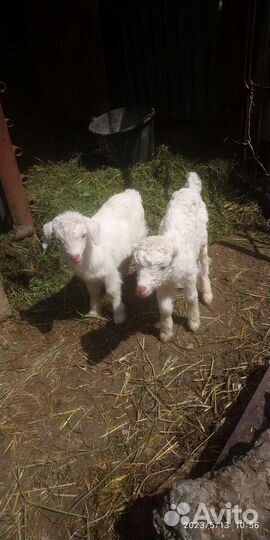 Козочки ламанча