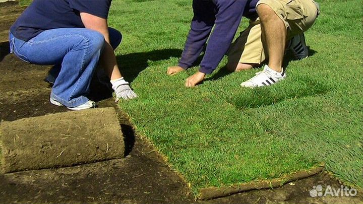 Газонная трава в рулонах