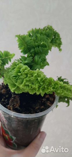 Нефролепис папоротник Эмина