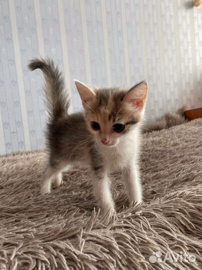 Трехцветные котята в добрые руки