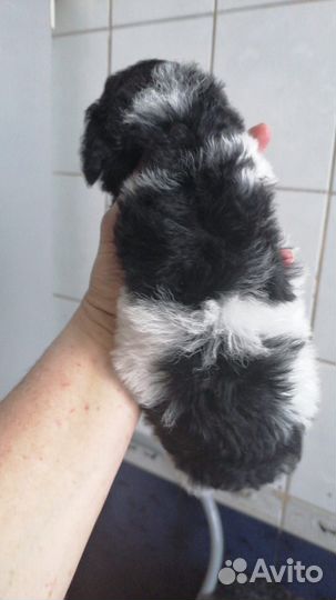 Маленькая собака