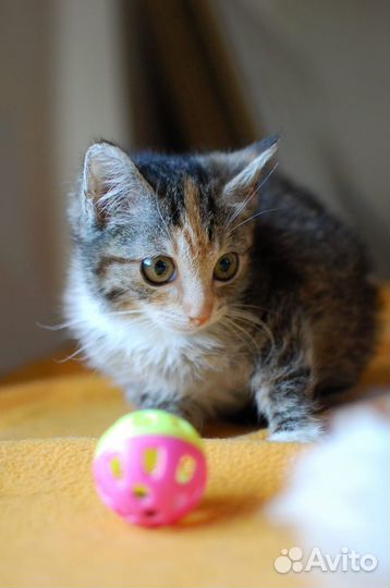 Котенок девочка