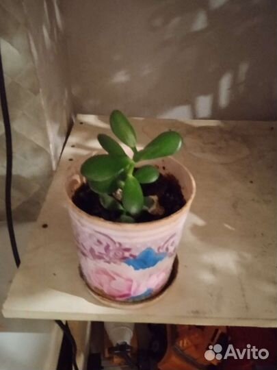 Денежное дерево толстянка крассула