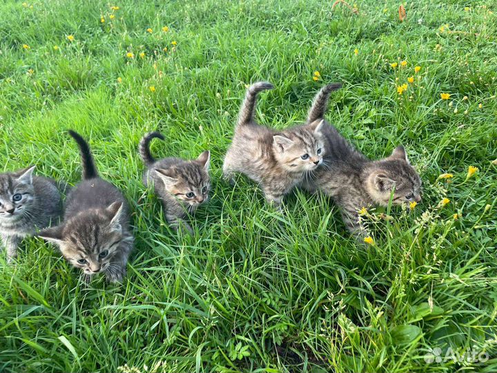 Милашки котята