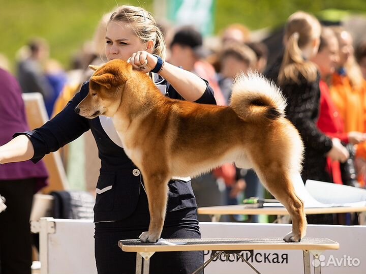 Кобель на вязку шиба