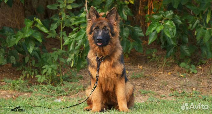Сука- подросток немецкой овчарки д/ш