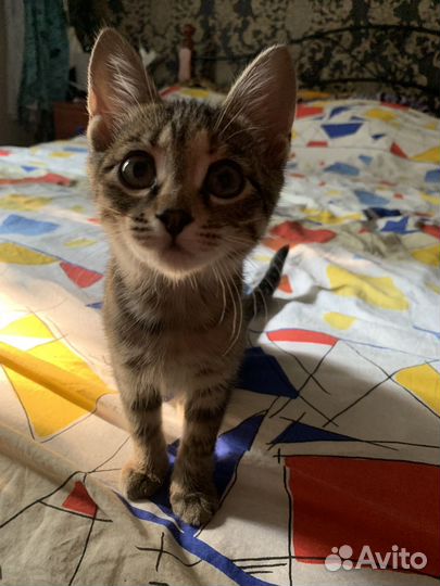 Кошка в дар бесплатно