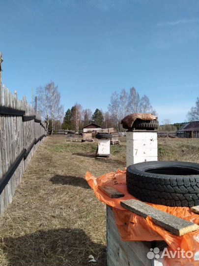 Продаются пчелы с ульем