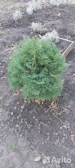 Туи шары и колонновидные