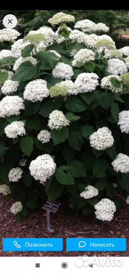 Спирея- живой забор, продам саженцы