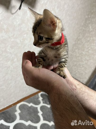 Бенгальские котята