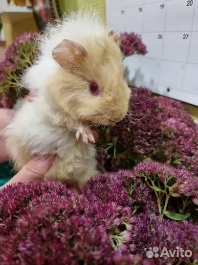 Морские свинки мальчики и девочки