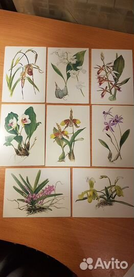 Открытки, наборы о комнатных растениях