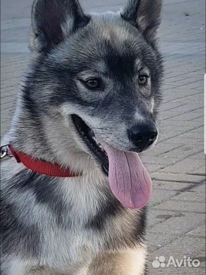 Хаски, щенок девочка, окрас агути