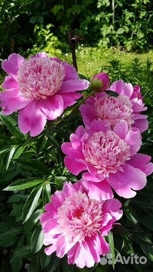 Пион Эдулис Суперба