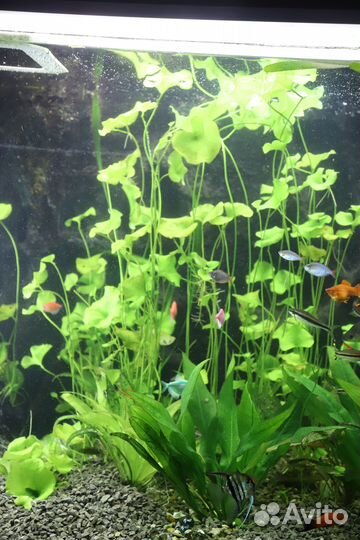 Продаю или обмениваю растения для аквариума
