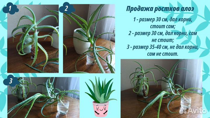 Ростки алоэ, рассада