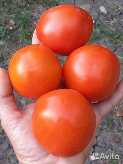 Семена низкорослых томатов для открытого грунта