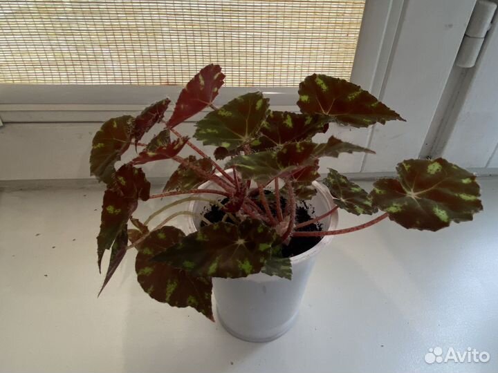 Бегония Бауэра тигровая